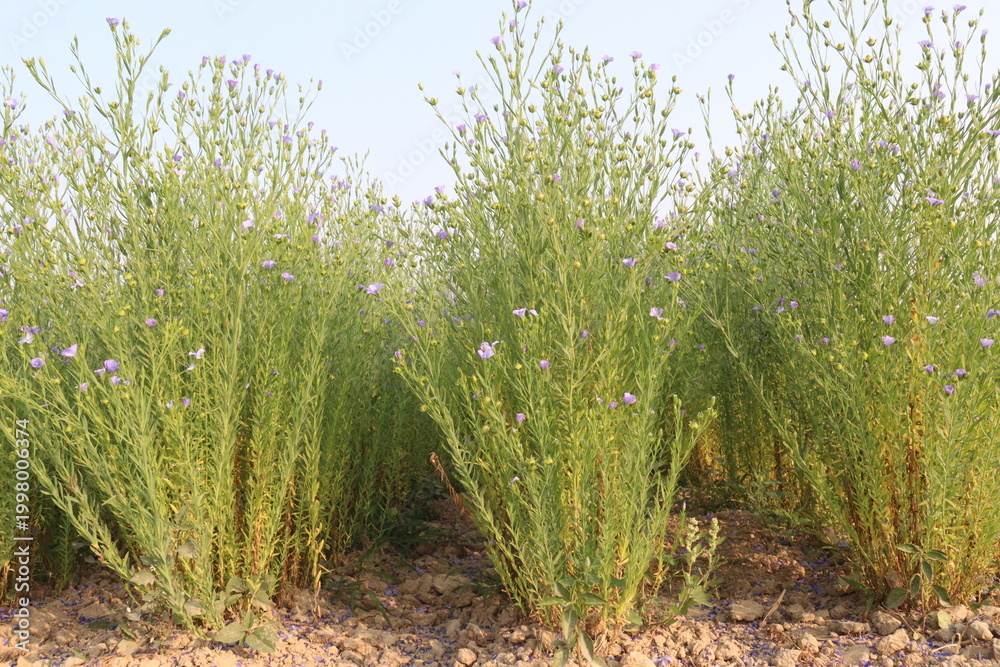 Fototapeta premium linum usitatissimum, brown flax plant on farm