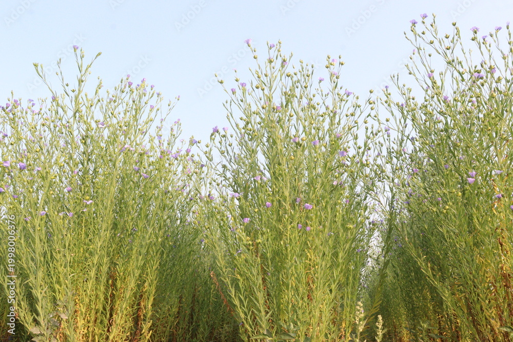 Fototapeta premium linum usitatissimum, brown flax plant on farm