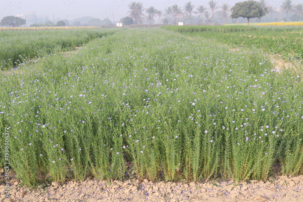 Fototapeta premium linum usitatissimum, brown flax plant on farm