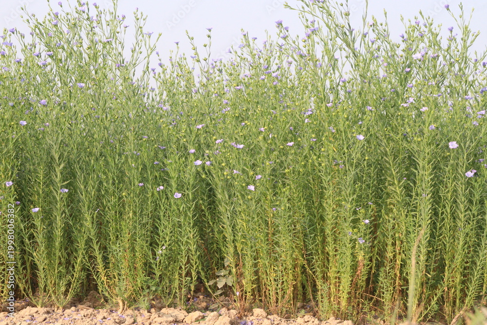 Fototapeta premium linum usitatissimum, brown flax plant on farm