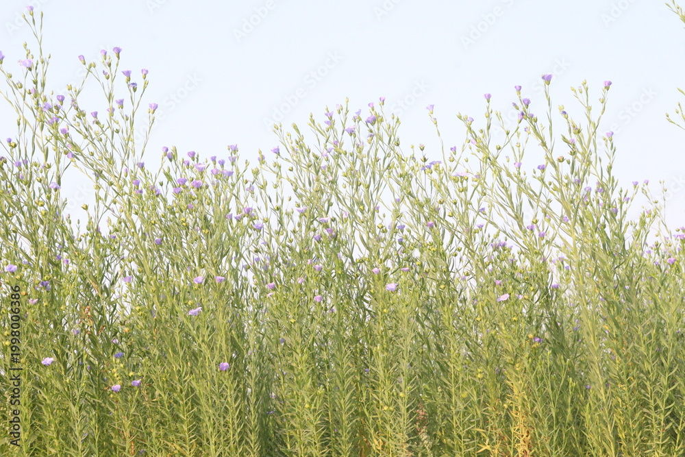 Fototapeta premium linum usitatissimum, brown flax plant on farm