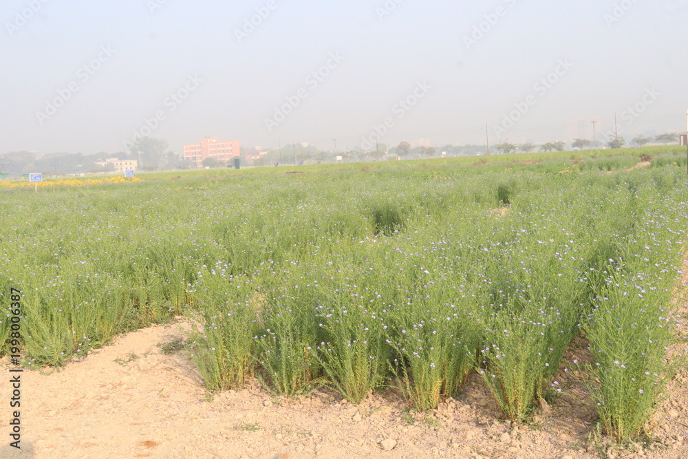 Fototapeta premium linum usitatissimum, brown flax plant on farm