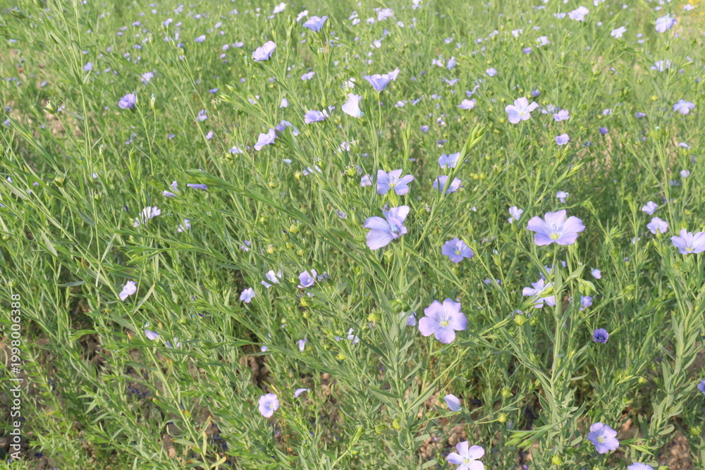 Fototapeta premium linum usitatissimum, brown flax plant on farm