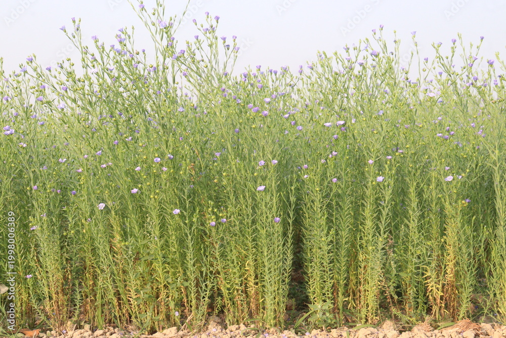 Fototapeta premium linum usitatissimum, brown flax plant on farm
