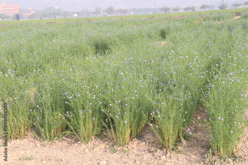 Fototapeta premium linum usitatissimum, brown flax plant on farm