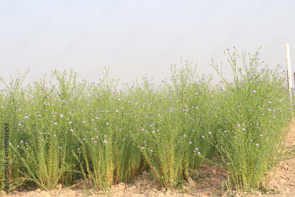 Fototapeta premium linum usitatissimum, brown flax plant on farm