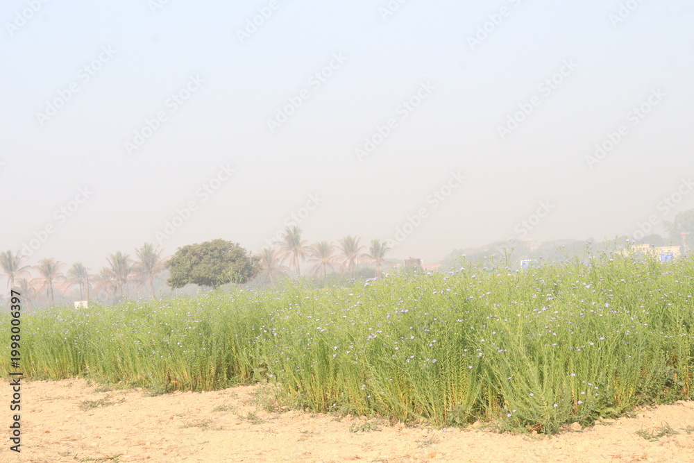 Fototapeta premium linum usitatissimum, brown flax plant on farm