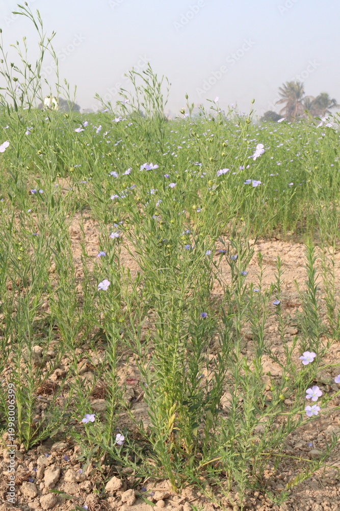 Fototapeta premium linum usitatissimum, brown flax plant on farm