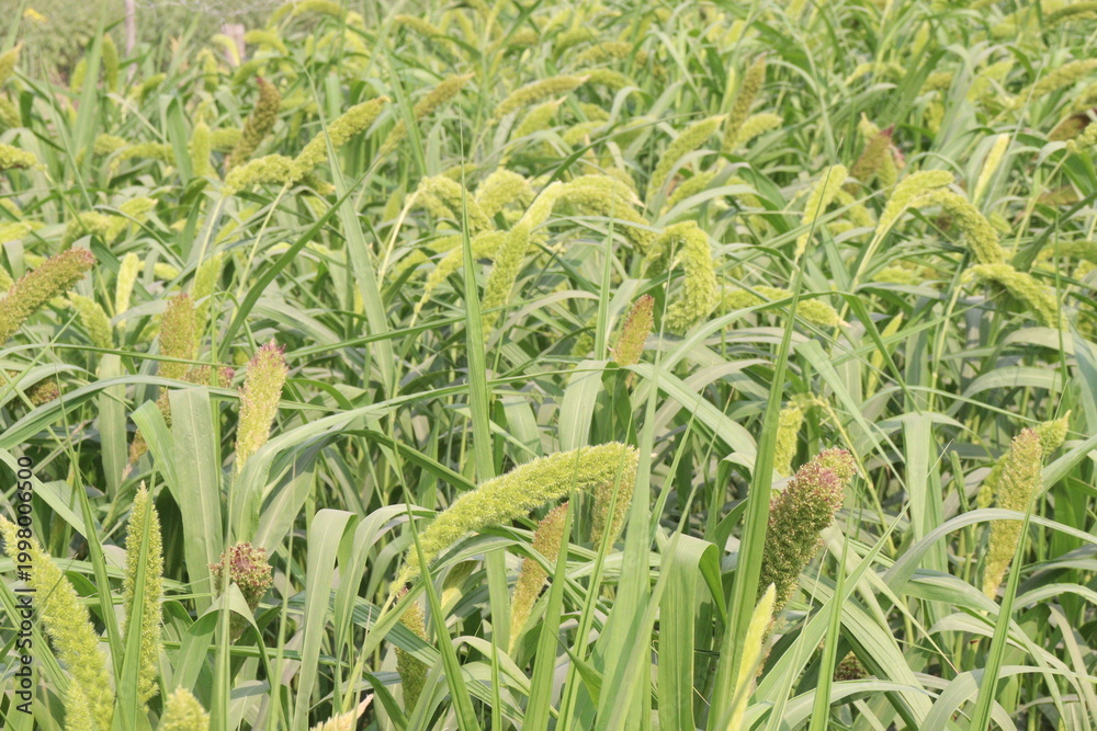 Fototapeta premium Foxtail millet, scientific name Setaria italica plant on farm