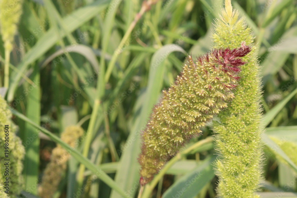 Fototapeta premium Foxtail millet, scientific name Setaria italica plant on farm