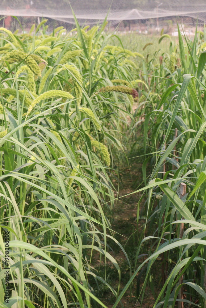 Fototapeta premium Foxtail millet, scientific name Setaria italica plant on farm