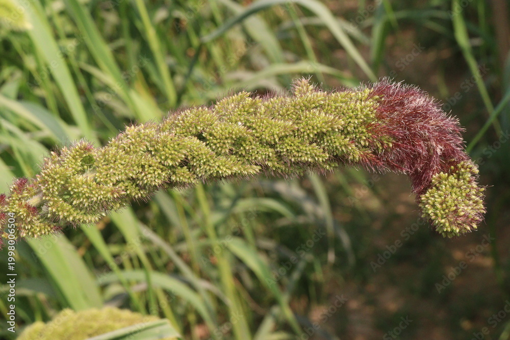Fototapeta premium Foxtail millet, scientific name Setaria italica plant on farm