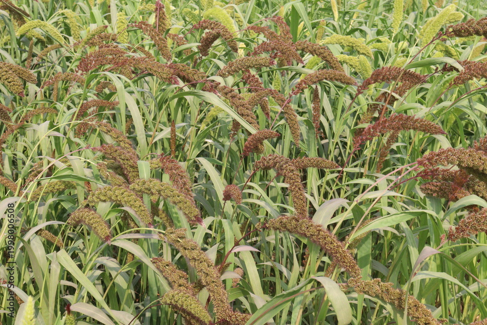 Obraz premium Foxtail millet, scientific name Setaria italica plant on farm