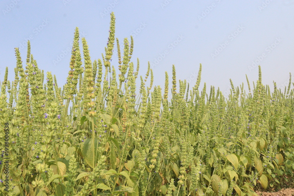 Fototapeta premium chia, Salvia hispanica plant on farm for harvest