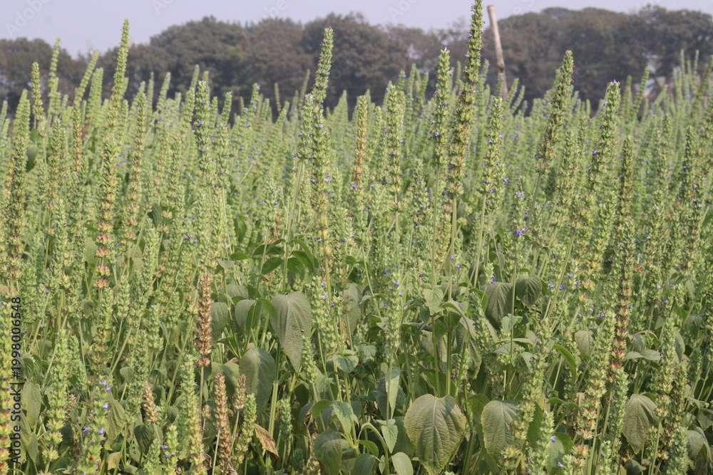 Fototapeta premium chia, Salvia hispanica plant on farm for harvest