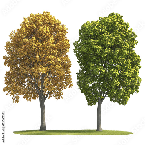autumn and summer American sycamore isolated on white background png