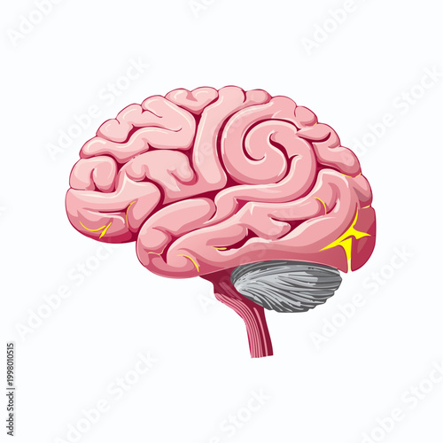 Illustration of the Human Brain