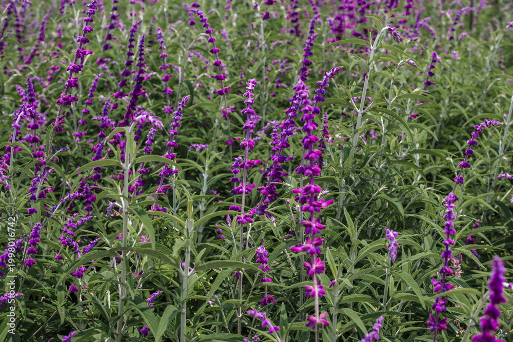 Obraz premium Purple Mexican Bush Sage Field