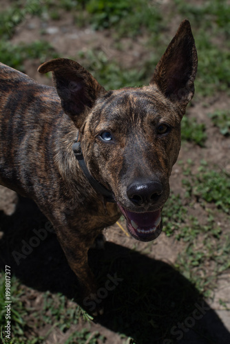 Fotografija portrait of a dutch shepherd