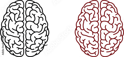 Human brain illustration detailed view of cerebral hemispheres and cortex