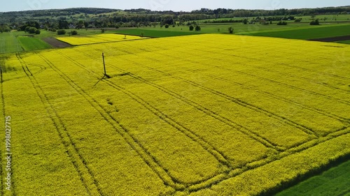 Aerial View of Vibrant Yellow Rapeseed Field with Tractor Tracks
