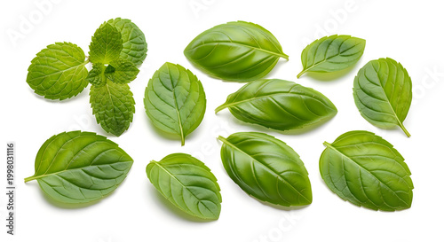 Fresh green basil leaves scattered naturally illustration
