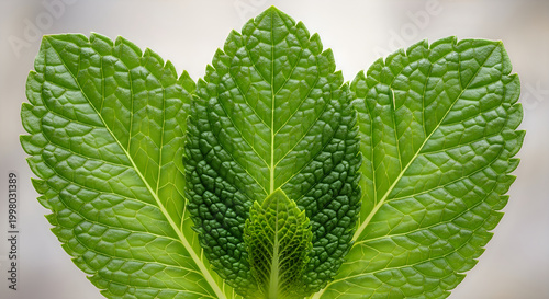 Fresh green heart-shaped vegetable leaves illustration