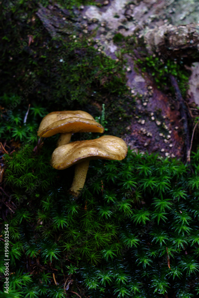 Fototapeta premium 樹林帯の苔に生える小さなキノコ ミクロな自然風景