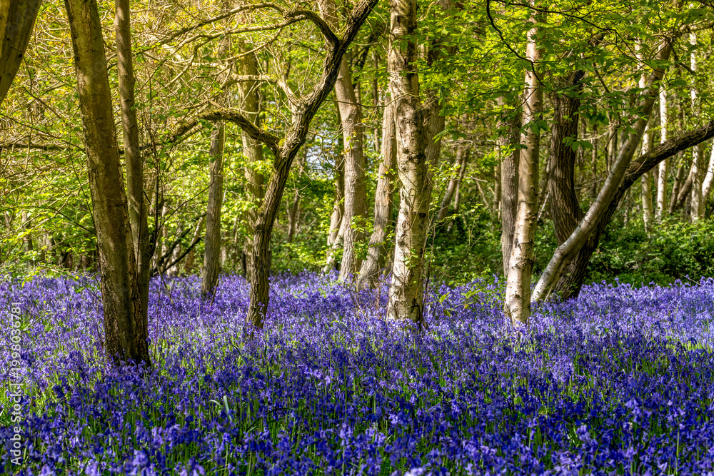 Naklejka premium Bluebell Carpet Beneath Sunlit Trees in Spring Woodland