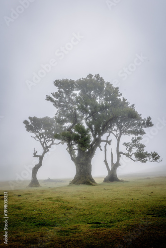 Bizarre trees in the fog in the fanal forest on Madeira, Portugal.