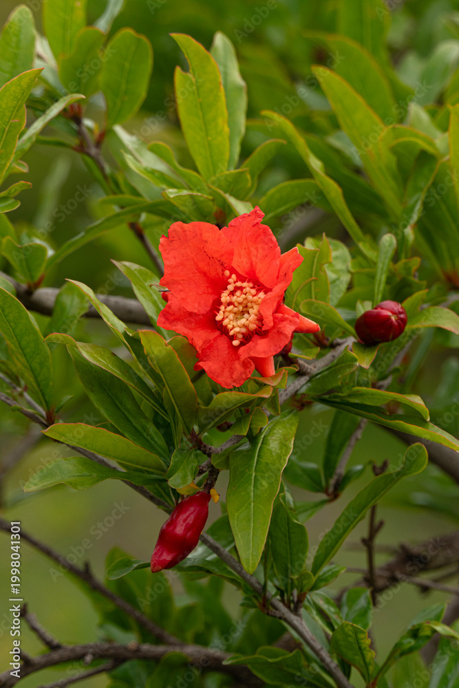 Obraz premium Pomegranate flower in full bloom on the tree with nearby buds.