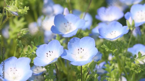 ネモフィラの花