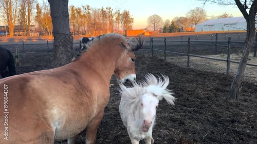 Spirited little white pony playing with a large dun fjord horse in a muddy paddock during a beautiful sunset, showcasing their social behavior and bond as other horses graze peacefully nearby