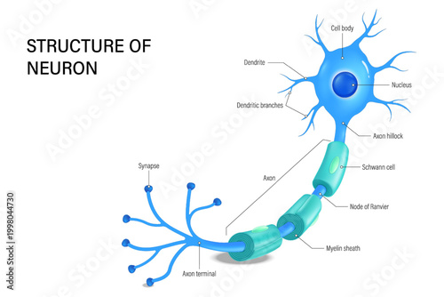 Structure of neuron. Nerve cell anatomy. Cell body, dendrite, Axon, Synapse, Myelin sheath, Node ranvier and Schwann cell.