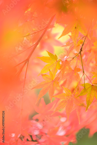 Fotografie ふんわり滲む紅葉