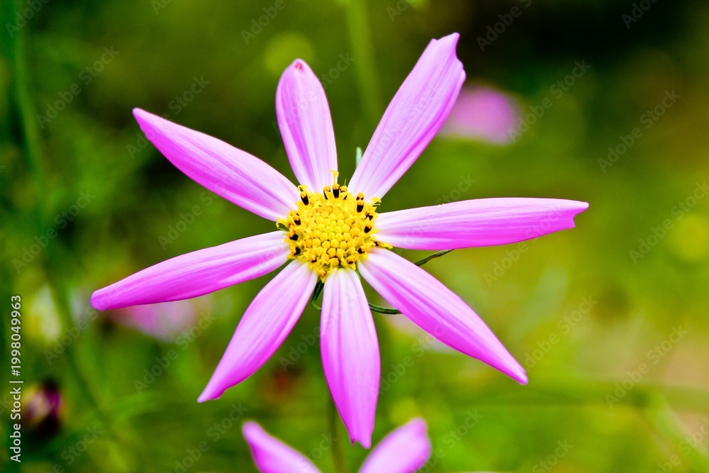 Fototapeta premium pink flower in the garden