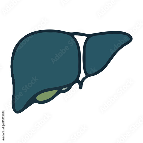 Human Liver Anatomy Medical Icon