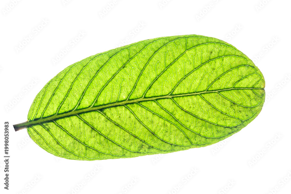 Obraz premium Isolated Leaves Exotic Striped Foliage on White