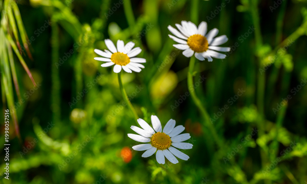 Fototapeta premium Cota tinctoria, the golden marguerite, yellow chamomile, or oxeye chamomile, is a species of perennial flowering plant in the sunflower family. Other common names include dyer's chamomile, Boston dais