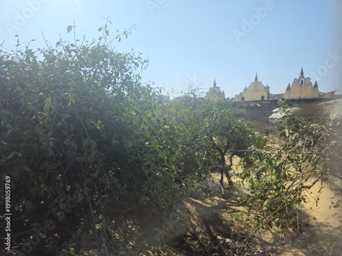Fotografie Nidhivan forest in Vrindavan featuring uniquely twisted trees linked to Radha Krishna legends
