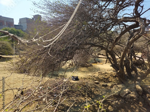 Fotografie Nidhivan forest in Vrindavan featuring uniquely twisted trees linked to Radha Krishna legends