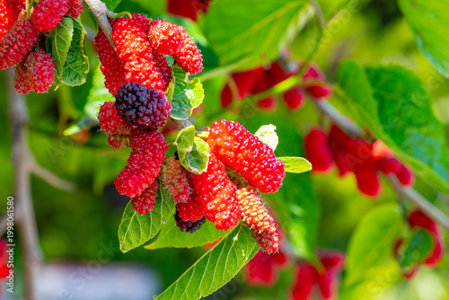 Foto Morus rubra, commonly known as the red mulberry, is a species of mulberry native to eastern and central North America
