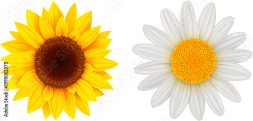 Sunflower and daisy flower ...