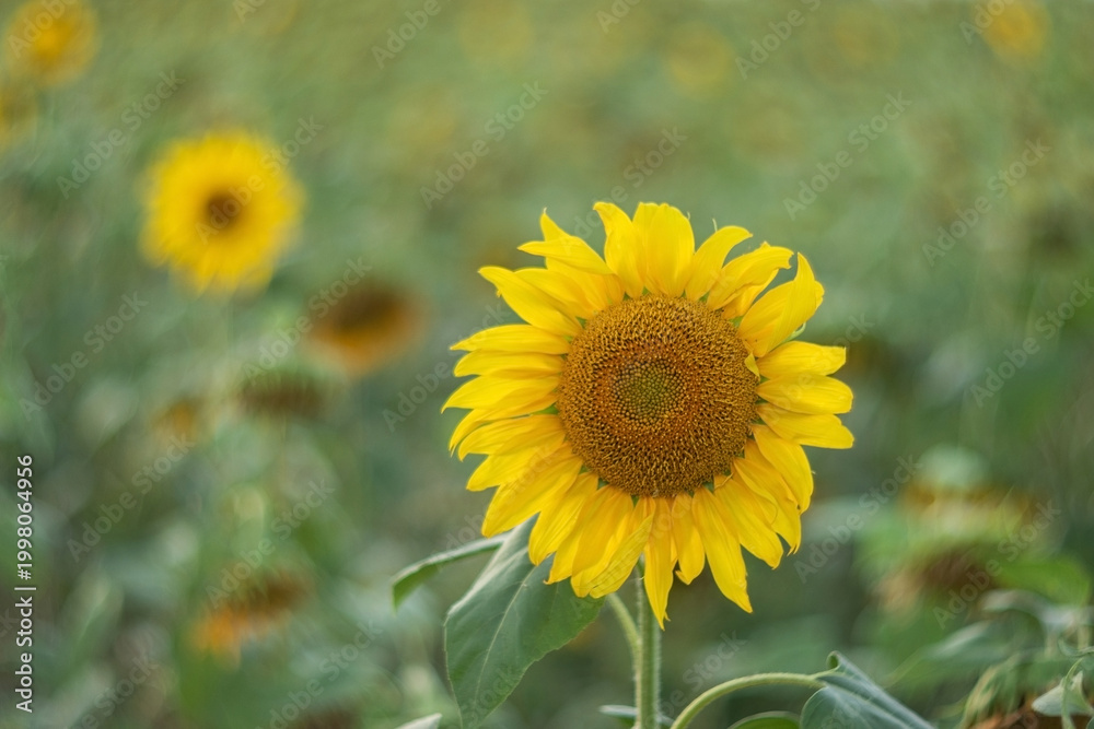 Obraz premium Sunflower blooming in a field. Bright yellow flower head with petals and brown center. Nature, agriculture and summer seasonal botany concept for organic farming and gardening design.