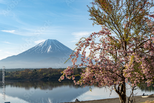 Photos 富士山と精進湖の桜