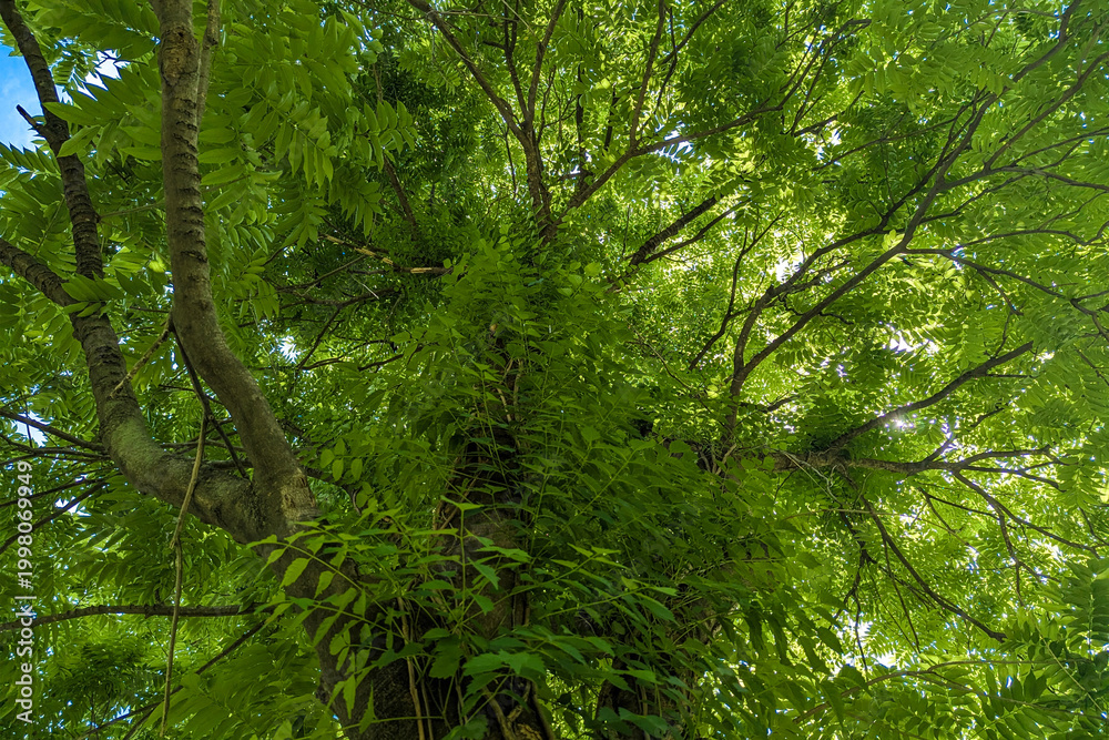 Fototapeta premium Fraxinus excelsior, Juglans cinerea, Leaves silhouette with sky background, sky overcast, spring park with different plants and trees, green tree leaf, Green tree leaf sky background taken from
