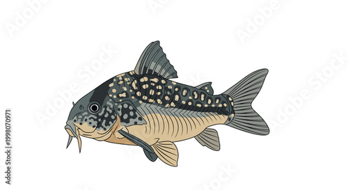 Detailed and colorful illustration of a Corydoras catfish with unique spotted patterns and barbels isolated on a clean white background.