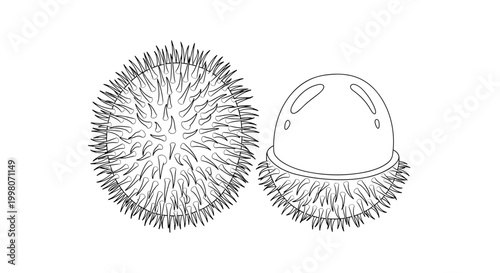 Black and white line art drawing of a whole rambutan and one opened to show the fruit inside isolated on a plain white background for art.