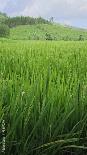 Close-Up of Green Rice Plants with Mountain Hills in Rural Vietnam.