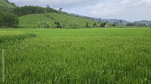 Close-up of ripening green rice stalks in a vast paddy field with mountain range background, highland Vietnam landscape.